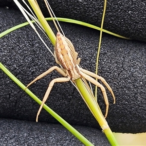 Runcinia acuminata at Whitlam, ACT - 12 Nov 2024