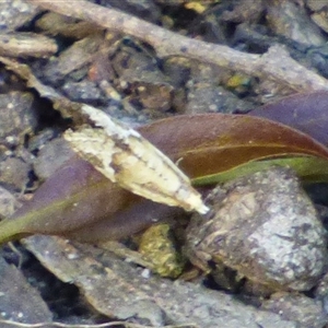 Asthenoptycha (genus) at West Hobart, TAS by VanessaC