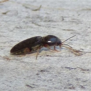 Unidentified Insect at West Hobart, TAS by VanessaC