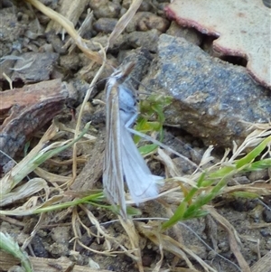 Hednota species near grammellus at West Hobart, TAS by VanessaC