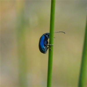 Unidentified Beetle (Coleoptera) at West Hobart, TAS by VanessaC