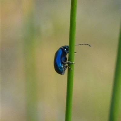 Unidentified Beetle (Coleoptera) at West Hobart, TAS - 12 Nov 2024 by VanessaC