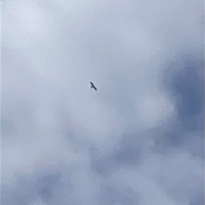 Hieraaetus morphnoides (Little Eagle) by George