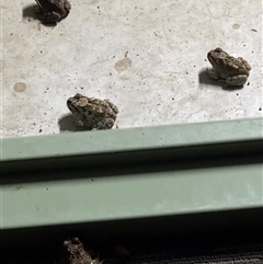 Rhinella marina (Cane Toad) at Blaxlands Creek, NSW - 12 Nov 2024 by ajc047