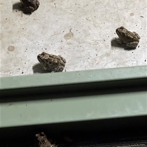 Rhinella marina at Blaxlands Creek, NSW - 12 Nov 2024 09:32 PM
