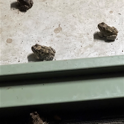 Rhinella marina (Cane Toad) at Blaxlands Creek, NSW - 12 Nov 2024 by ajc047