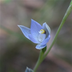 Thelymitra arenaria (Forest Sun Orchid) at Gundary, NSW - 22 Oct 2024 by RobG1