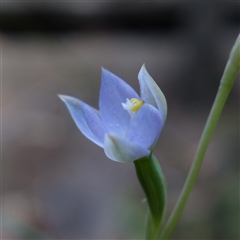 Thelymitra arenaria at Gundary, NSW - suppressed