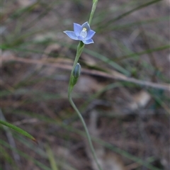 Thelymitra arenaria at Gundary, NSW - 22 Oct 2024