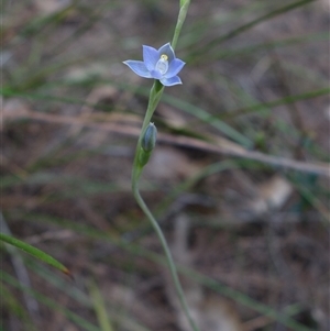 Thelymitra arenaria at Gundary, NSW - 22 Oct 2024