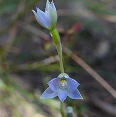 Thelymitra arenaria at Gundary, NSW - 22 Oct 2024