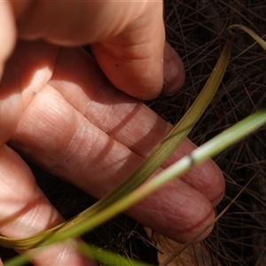 Thelymitra arenaria at Gundary, NSW - suppressed