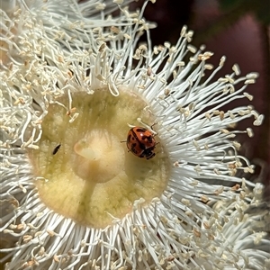 Coccinella transversalis at Mount Kembla, NSW - 10 Nov 2024