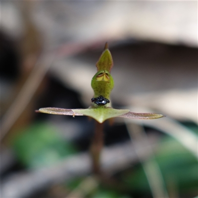 Chiloglottis trapeziformis (Diamond Ant Orchid) at Gundary, NSW - 22 Oct 2024 by RobG1