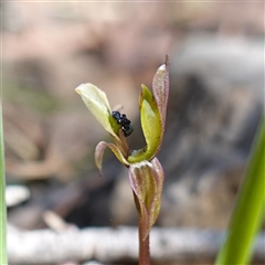 Chiloglottis trapeziformis at Gundary, NSW - suppressed