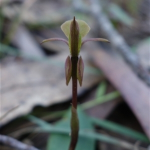 Chiloglottis trapeziformis at Gundary, NSW - suppressed