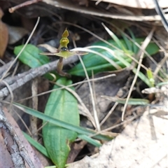 Chiloglottis trapeziformis at Gundary, NSW - suppressed