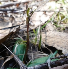 Chiloglottis trapeziformis at Gundary, NSW - suppressed