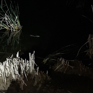 Hydromys chrysogaster at Belconnen, ACT - 12 Nov 2024