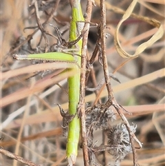 Keyacris scurra (Key's Matchstick Grasshopper) at Gunning, NSW - 12 Nov 2024 by clarehoneydove