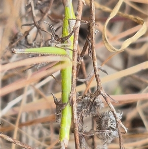 Keyacris scurra at Gunning, NSW - 12 Nov 2024