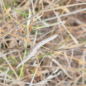 Keyacris scurra at Gunning, NSW - 12 Nov 2024