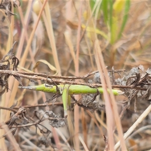 Keyacris scurra at Gunning, NSW - 12 Nov 2024