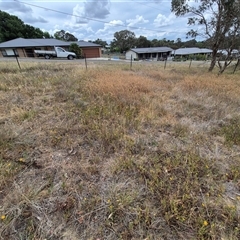 Keyacris scurra at Gunning, NSW - 12 Nov 2024