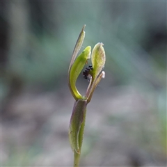 Chiloglottis trapeziformis (Diamond Ant Orchid) at Gundary, NSW - 22 Oct 2024 by RobG1