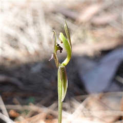 Chiloglottis trapeziformis at Gundary, NSW - suppressed