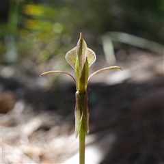 Chiloglottis trapeziformis at Gundary, NSW - suppressed