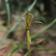 Chiloglottis trapeziformis at Gundary, NSW - suppressed