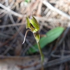 Chiloglottis trapeziformis at Gundary, NSW - suppressed