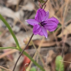 Arthropodium fimbriatum (Nodding Chocolate Lily) at Gunning, NSW - 12 Nov 2024 by clarehoneydove