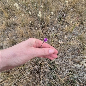 Arthropodium fimbriatum at Gunning, NSW - 12 Nov 2024 02:46 PM