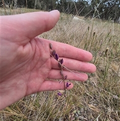 Arthropodium fimbriatum at Gunning, NSW - 12 Nov 2024 02:46 PM