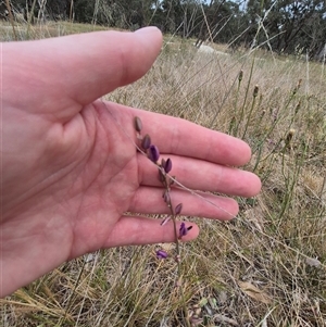 Arthropodium fimbriatum at Gunning, NSW - 12 Nov 2024 02:46 PM