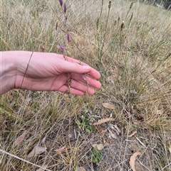 Arthropodium fimbriatum at Gunning, NSW - 12 Nov 2024 02:46 PM