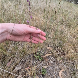 Arthropodium fimbriatum at Gunning, NSW - 12 Nov 2024