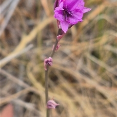 Arthropodium fimbriatum at Gunning, NSW - 12 Nov 2024 02:46 PM