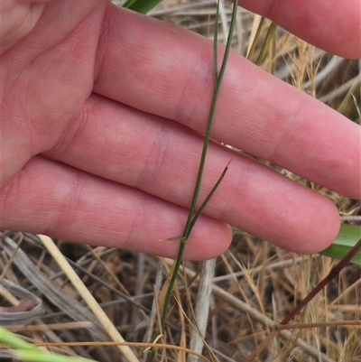 Wahlenbergia luteola (Yellowish Bluebell) at Gunning, NSW - 12 Nov 2024 by clarehoneydove