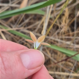 Wahlenbergia luteola at Gunning, NSW - 12 Nov 2024 02:40 PM