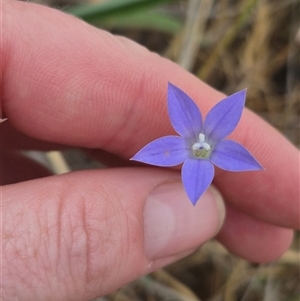 Wahlenbergia luteola at Gunning, NSW - 12 Nov 2024 02:40 PM