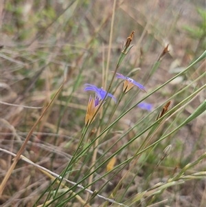 Wahlenbergia luteola at Gunning, NSW - 12 Nov 2024