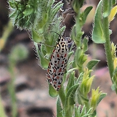 Utetheisa pulchelloides (Heliotrope Moth) at Gunning, NSW - 12 Nov 2024 by clarehoneydove