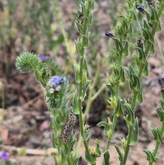 Utetheisa pulchelloides at Gunning, NSW - 12 Nov 2024