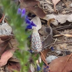 Utetheisa pulchelloides at Gunning, NSW - 12 Nov 2024