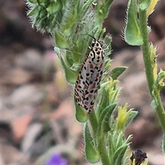 Utetheisa pulchelloides at Gunning, NSW - 12 Nov 2024