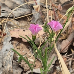 Convolvulus angustissimus subsp. angustissimus at Gunning, NSW - 12 Nov 2024