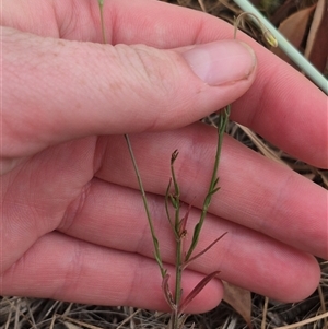 Wahlenbergia capillaris at Gunning, NSW - 12 Nov 2024